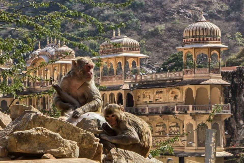 Jaipur sightseeing tour with monkey temple (Galta ji temple) - Shopping Time That Doesn’t Eat Your Whole Day