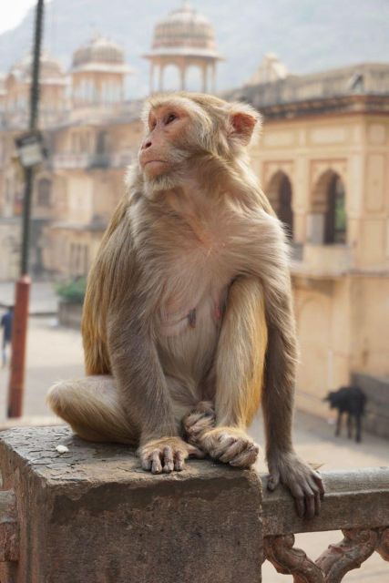 Jaipur sightseeing tour with monkey temple (Galta ji temple) - Panna Meena ka Kund: Short Stop, Strong Visual Payoff