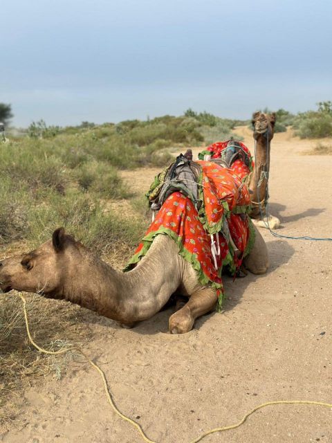 JAISALMER : DESERT EXPERIENCE SLEEPING UNDER THE STAR - Key things I think you’ll care about