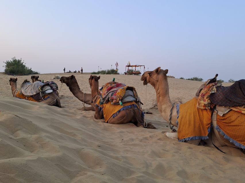 Jeep & Camel Ride, Musical Evening in The Desert Luxury Camp - Desert Rose luxury camp evening: dinner, Sufi songs, gypsy dance, and DJ energy