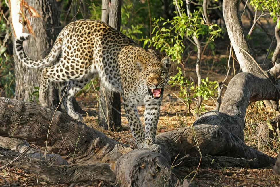 Jhalana Leopard Safari Jaipur – Sunrise & Sunset Jeep Safari - What Happens During the 3 Hours on the Jeep