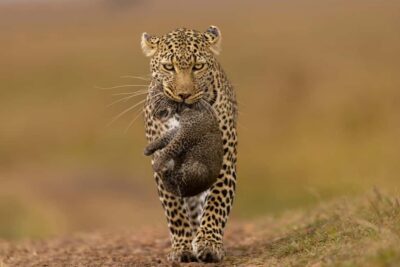 Jhalana Leopard Safari Jaipur – Sunrise & Sunset Jeep Safari - Riding an Open 4x4 in Rocky Forest: What the Off-Road Part Feels Like