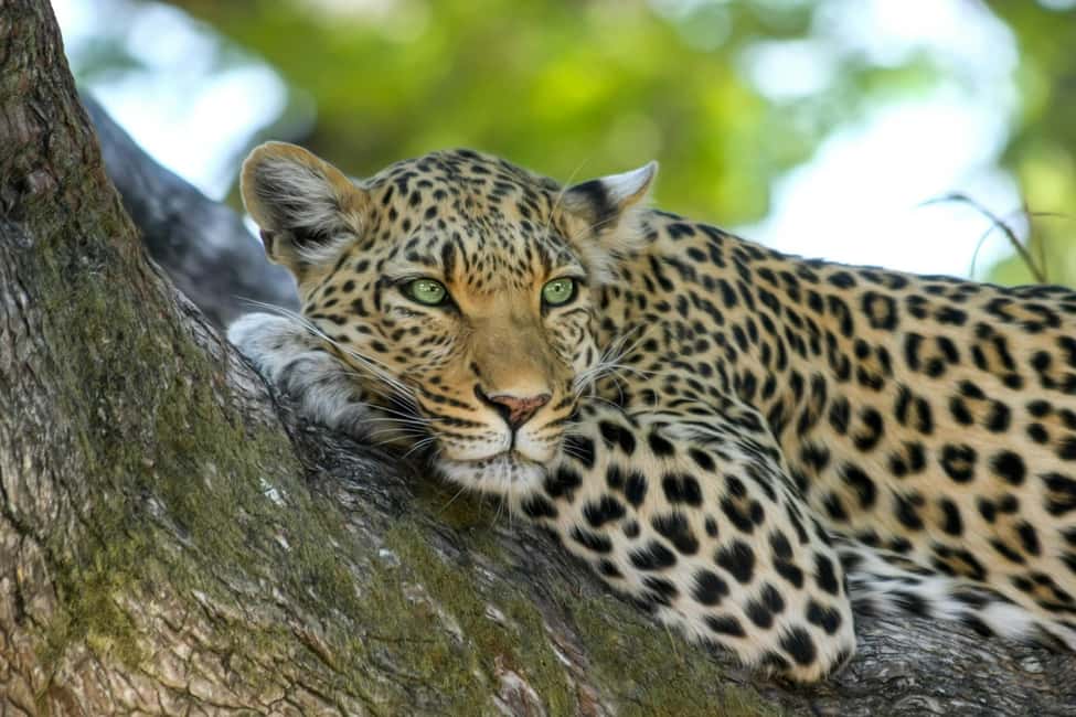 Jhalana Leopard Safari Jaipur – Sunrise & Sunset Jeep Safari - Price and Value: Is $49 a Good Deal Here?