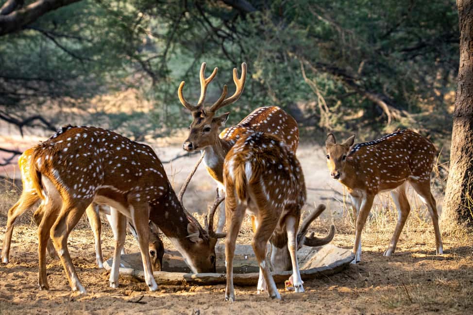 Jhalana Leopard Safari Jaipur – Sunrise & Sunset Jeep Safari - What to Bring (and What Not to Do) for a Better Safari