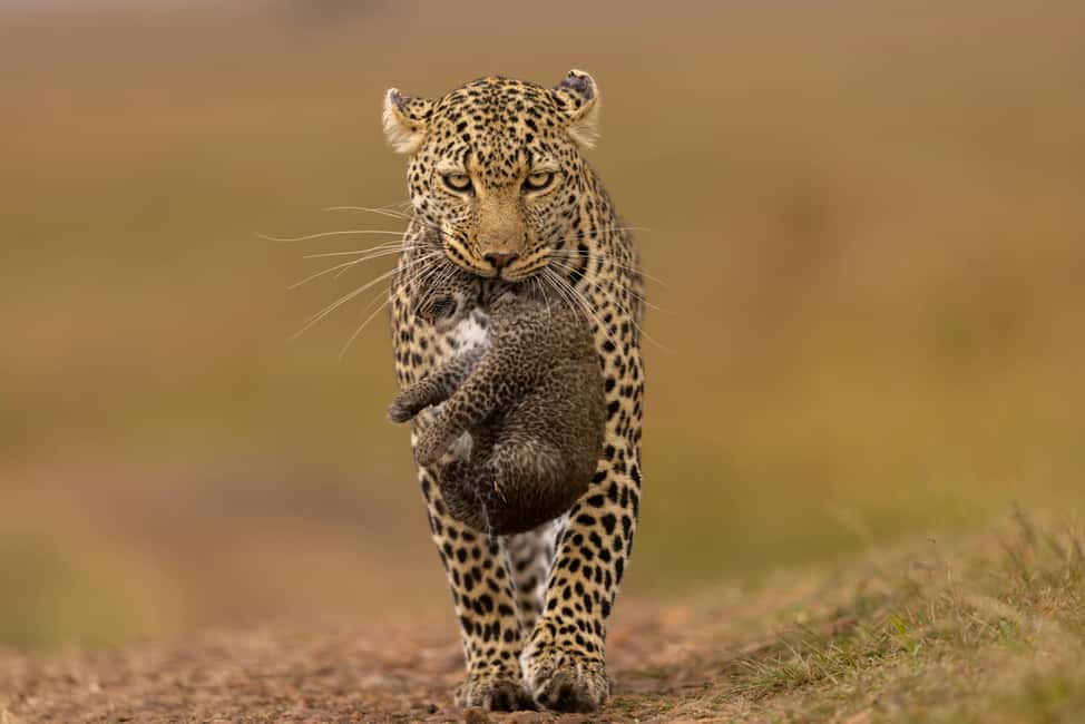 Jhalana Leopard Safari Jaipur – Sunrise & Sunset Jeep Safari - Riding an Open 4x4 in Rocky Forest: What the Off-Road Part Feels Like