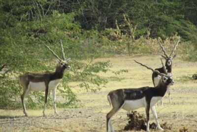 Jodhpur Bishnoi Village Safari Half Day Tour - Guda Bishnoiyan: wildlife hopes by the Guda Pond