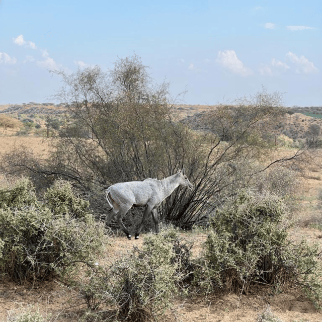 Jodhpur Desert Camel Safari With Cooking Class With Sumer - Village Life Visit: Tea, Green Fields, and a 500-Year-Old Desert Setting