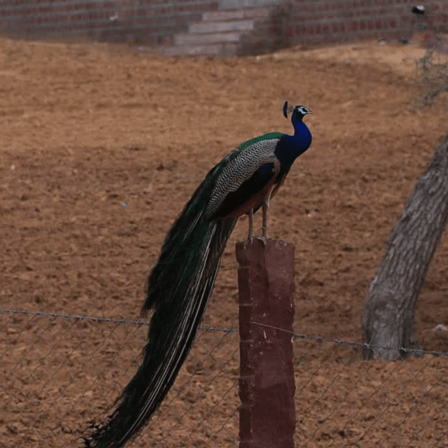 Jodhpur Desert Camel Safari With Cooking Class With Sumer - Value for Around $32: A 6-Hour Day That Packs Real Experiences