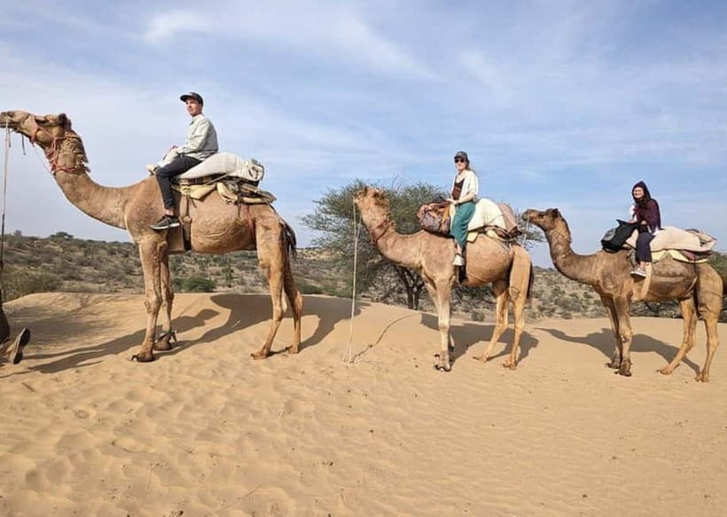 Jodhpur : Jeep Safari, Camel Ride,Buffet Dinner & Folk Dance - Should You Book This Jeep Safari, Camel Ride, Temple Stop, and Camp Night?