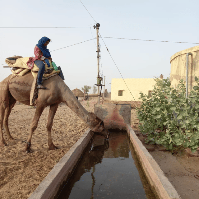 Jodhpur OvernightStay In Desert Rural Village With CamelRide - Stargazing by bonfire: why one night feels like a reset