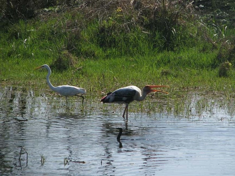 Keoladeo National Park Tickets and Guided Tour - What to bring: small items that make sightings easier