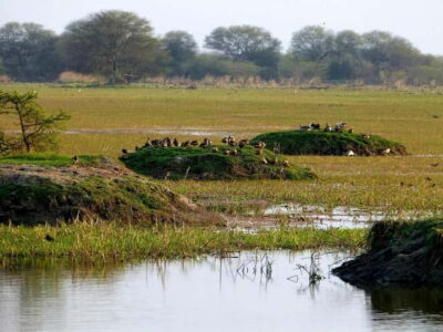 Keoladeo National Park Tickets and Guided Tour - Skip-the-line e-ticket admission: why it actually saves your trip